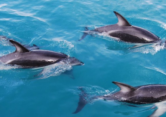 Прогулка с дельфинами в Сочи