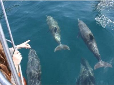 Прогулка с дельфинами в Сочи